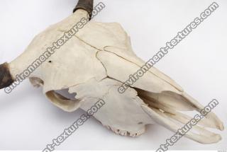 animal skull 0050